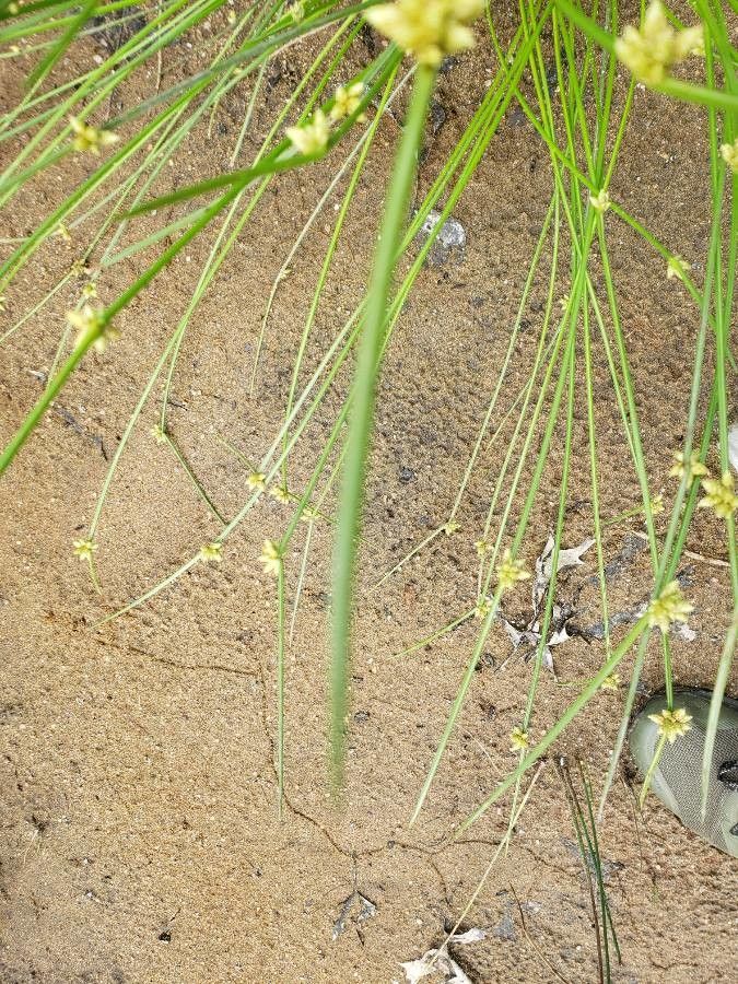 Scirpoides holoschoenus