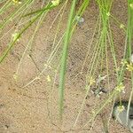 Scirpoides holoschoenus