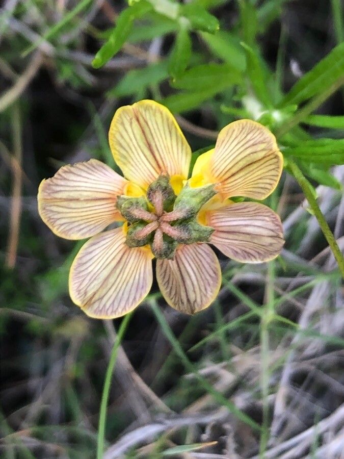 Hippocrepis scabra flower