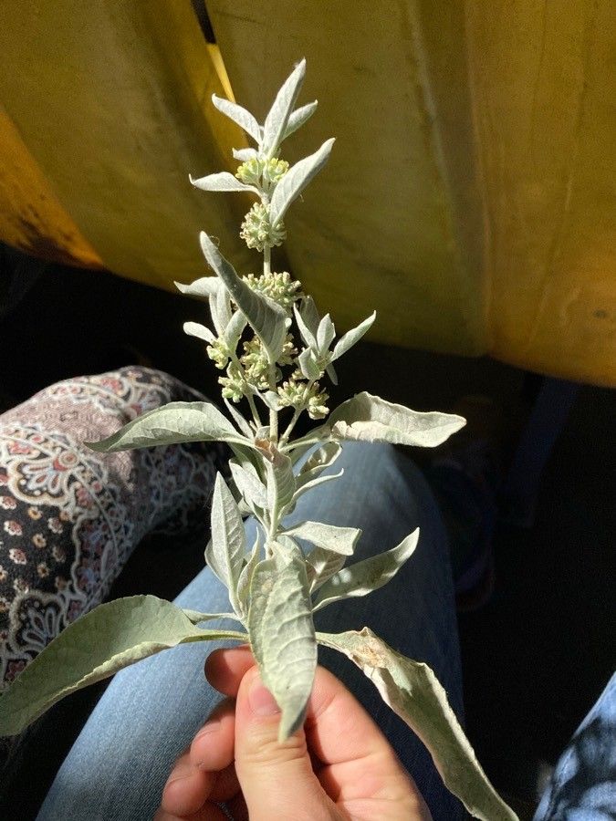 Buddleja sessiliflora flower