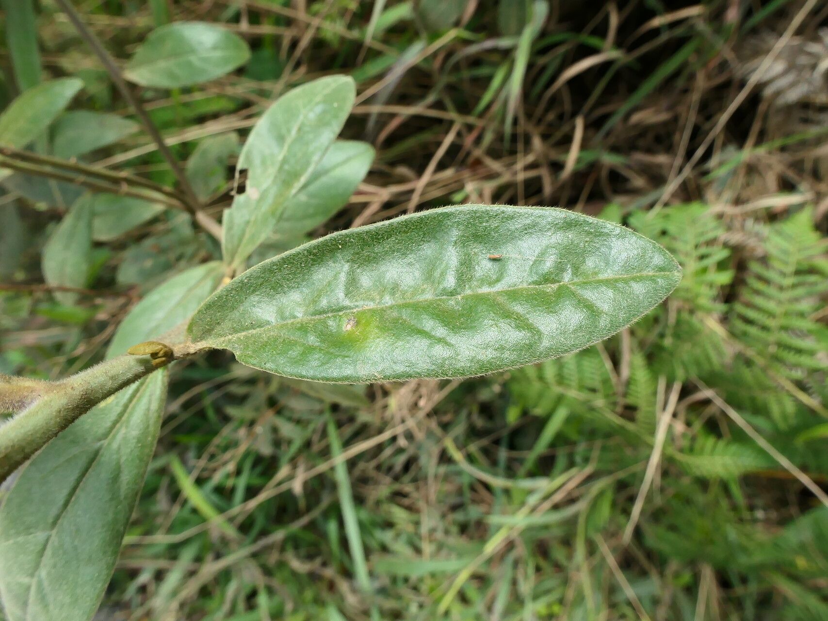 Crotalaria nitens — houseplant care guide