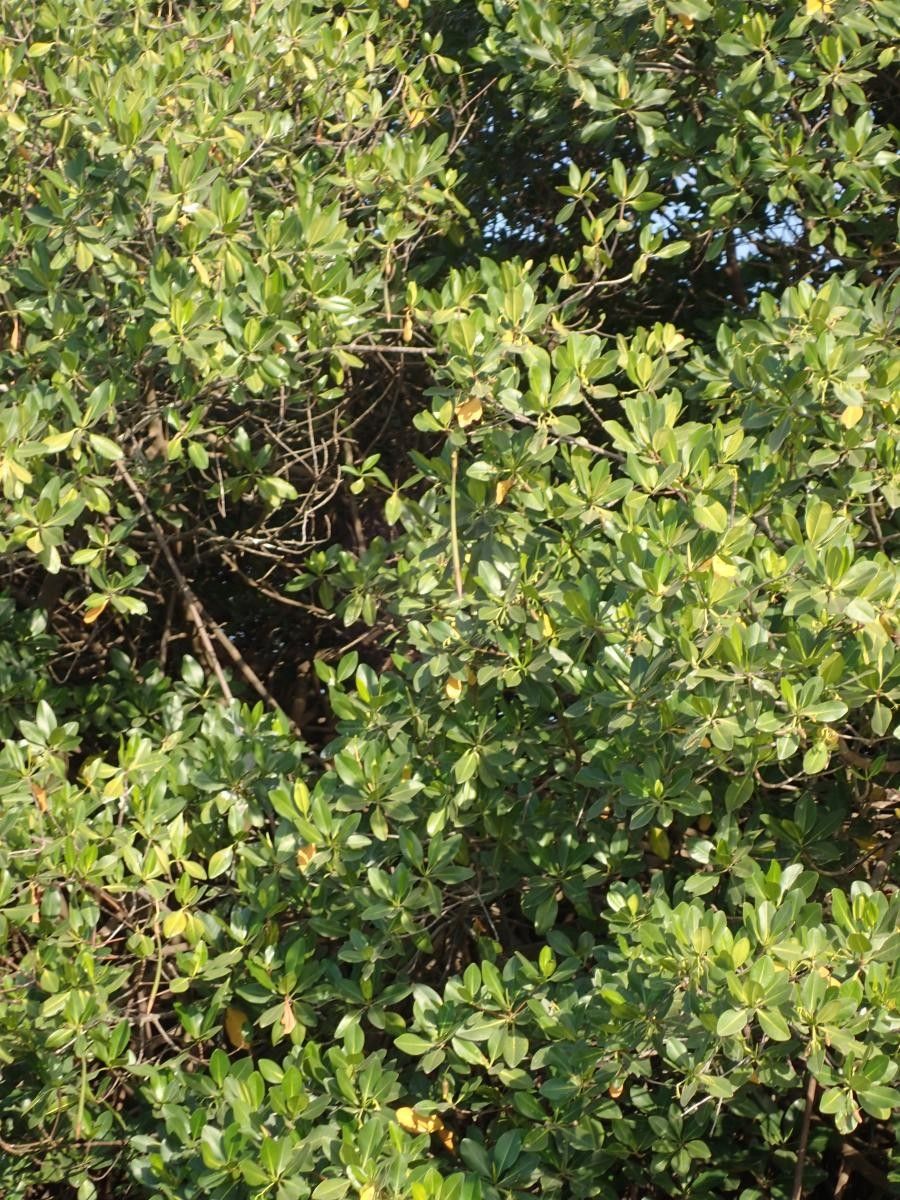 Rhizophora racemosa fruit