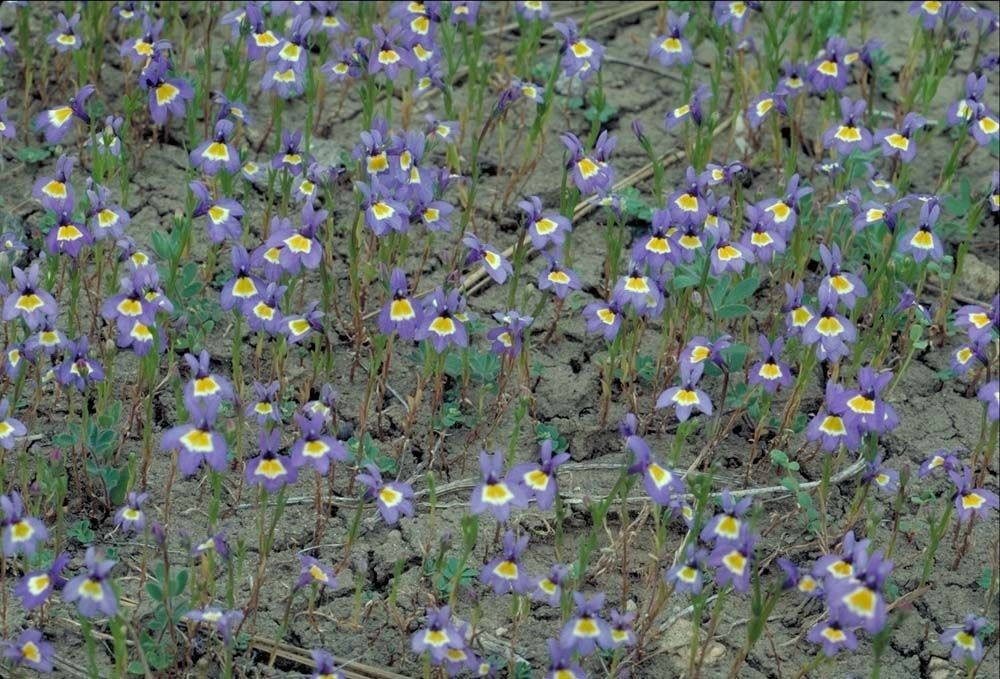 Downingia yina habit