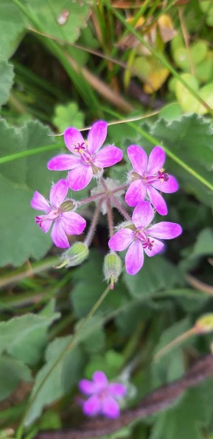 Erodium laciniatum flower