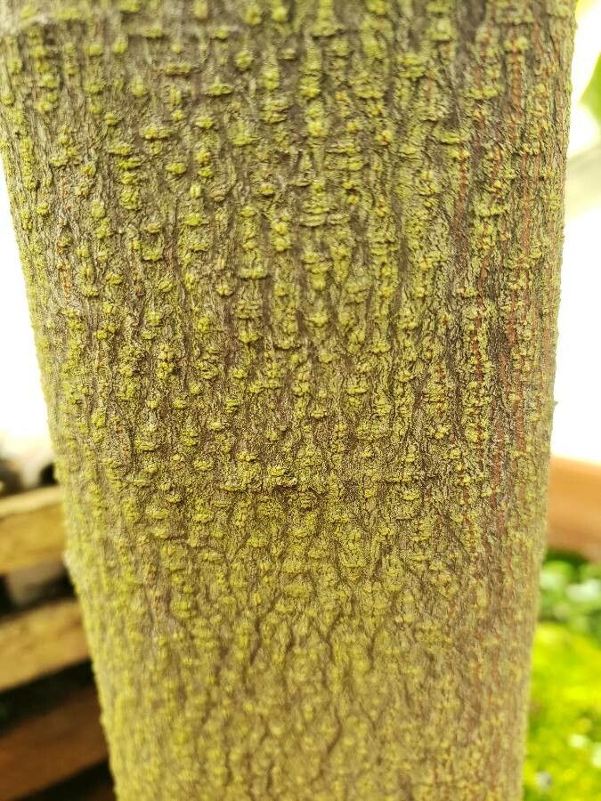 Mitrephora tomentosa bark