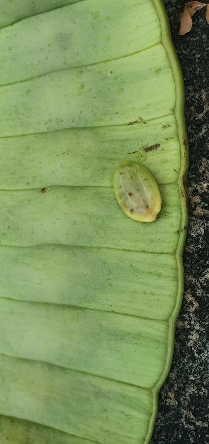 Entada leptostachya fruit