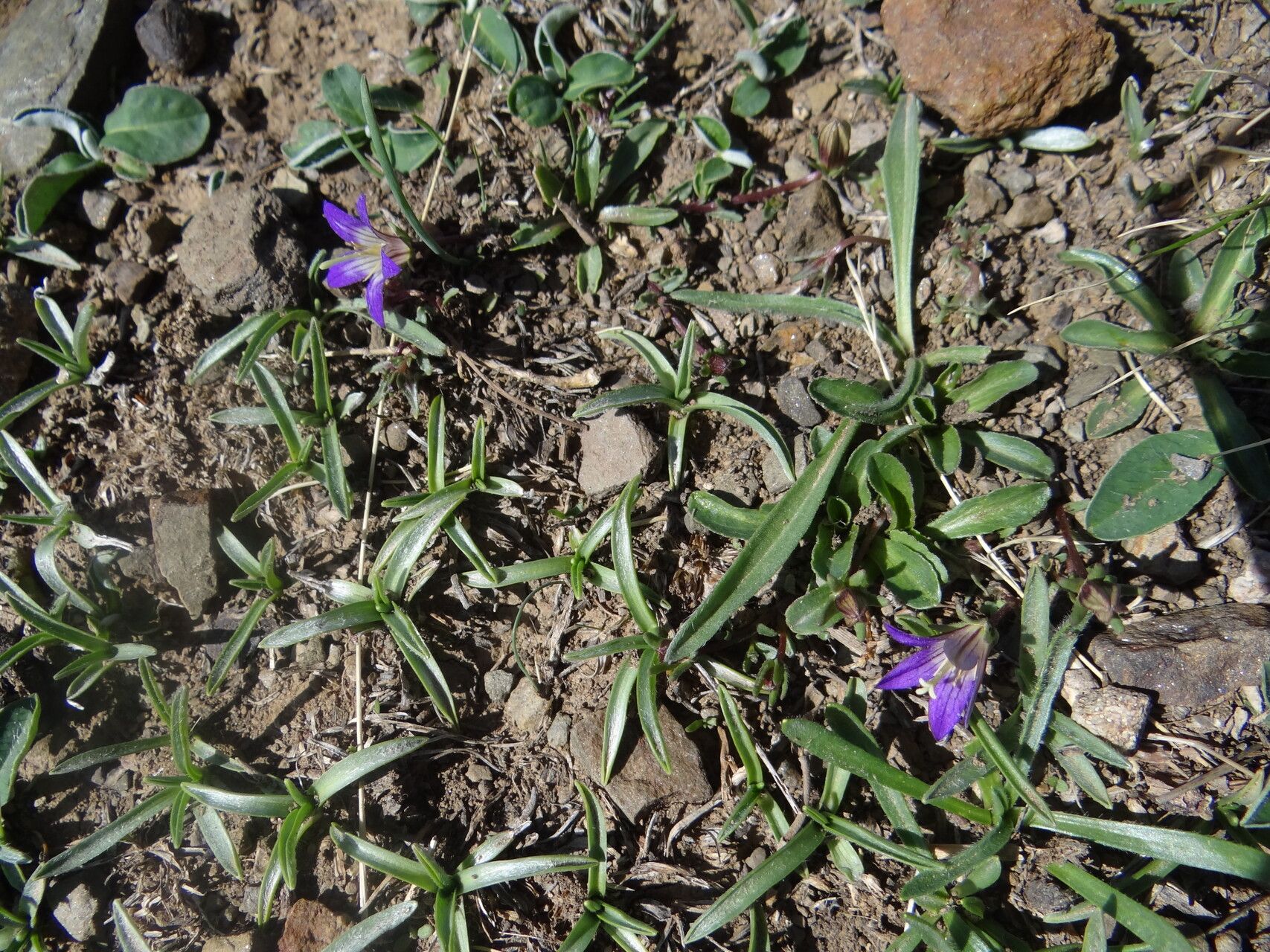Campanula filicaulis leaf