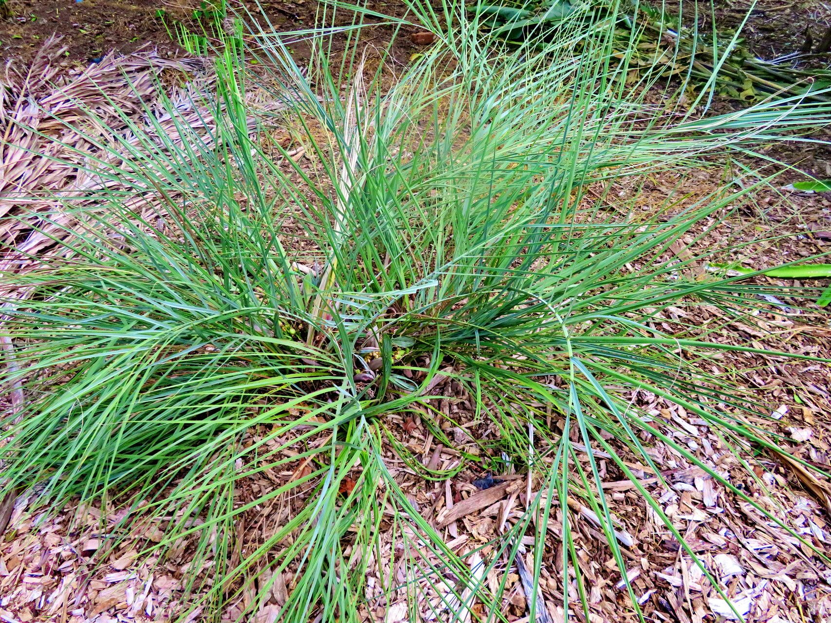 Butia lallemantii habit