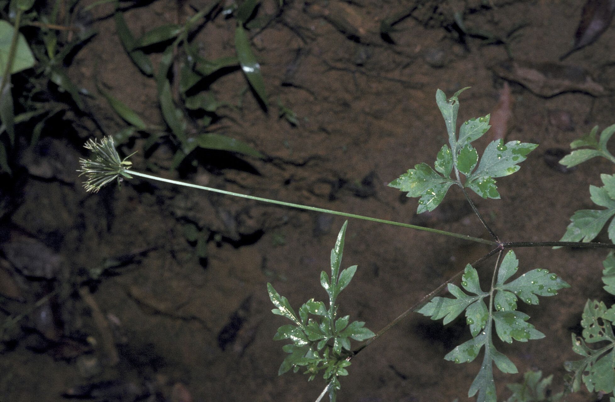 Bidens cynapiifolia — search result for 'Bidens'