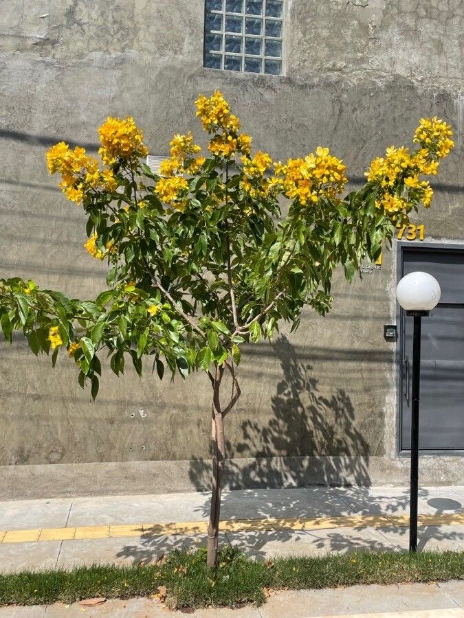 Senna macranthera habit