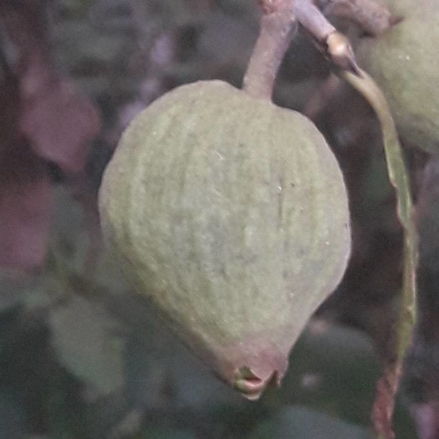 Guettarda balansaeana fruit