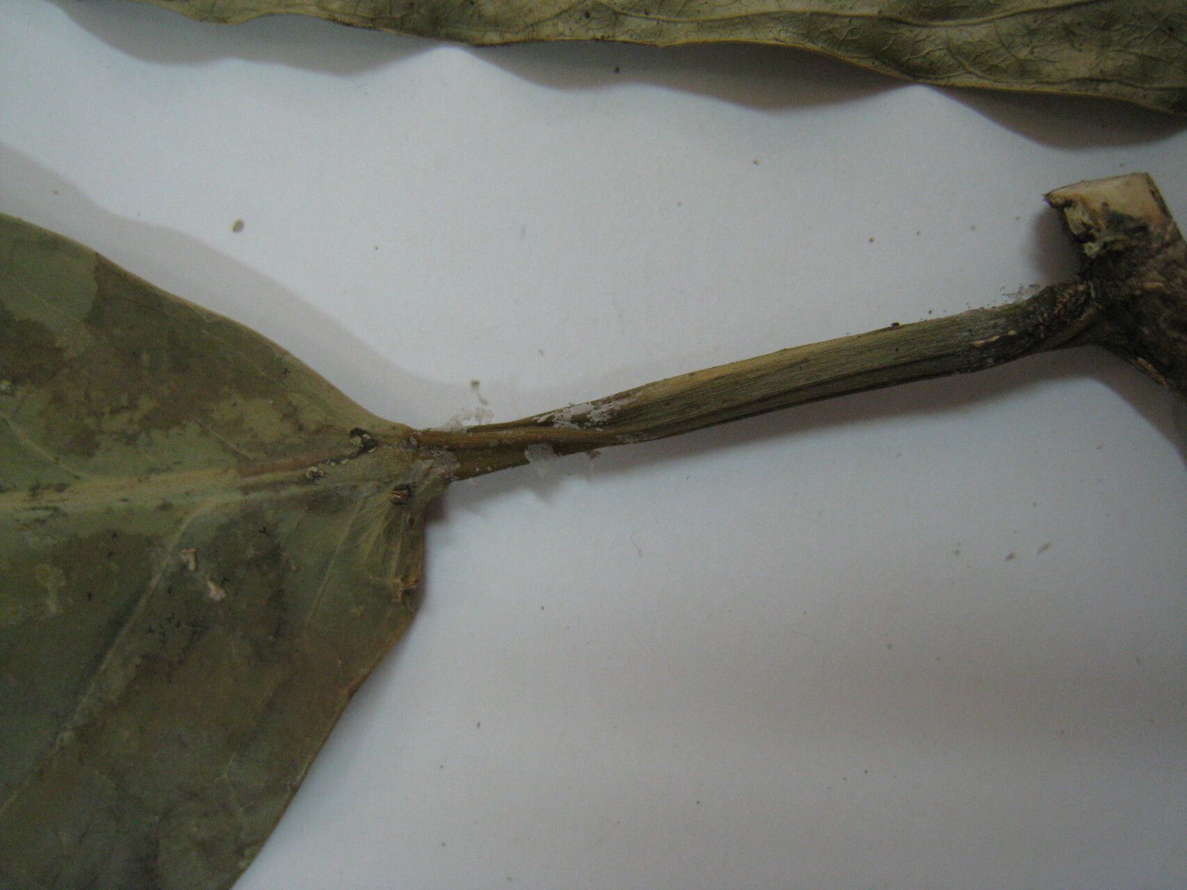 Caryodendron amazonicum — related species from the same genus