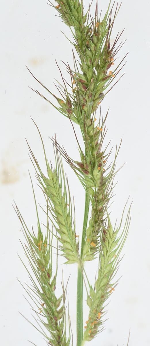Echinochloa jubata — houseplant care guide
