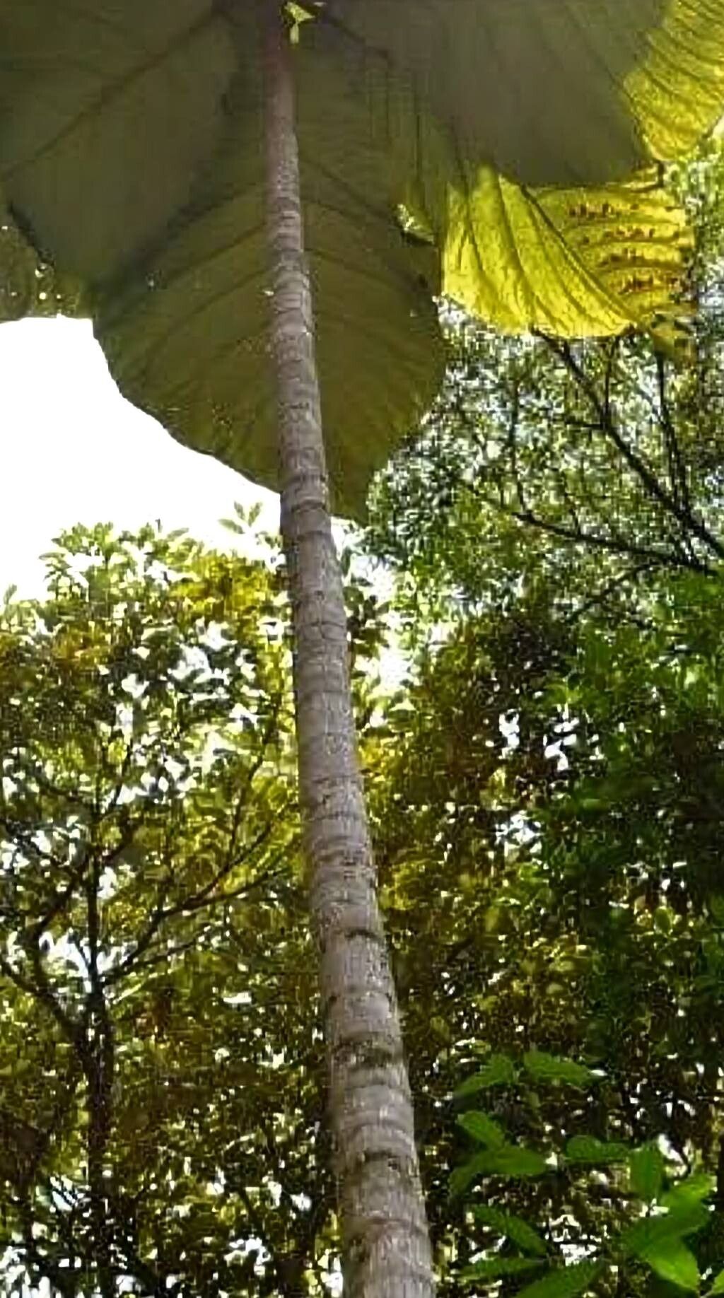 Coccoloba gigantifolia bark