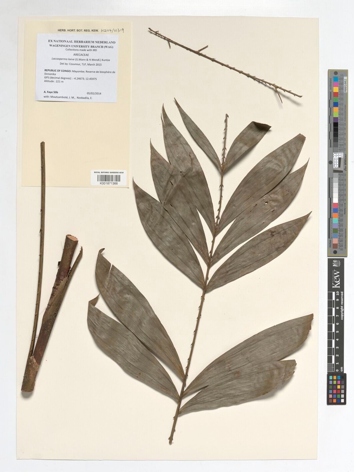 Laccosperma laeve — houseplant care guide