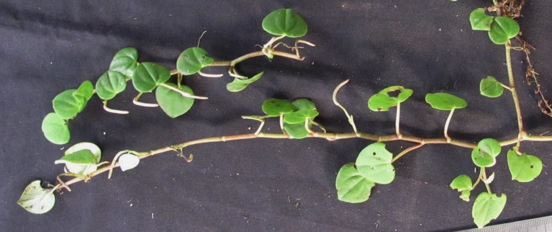 Peperomia pseudocasaretti other