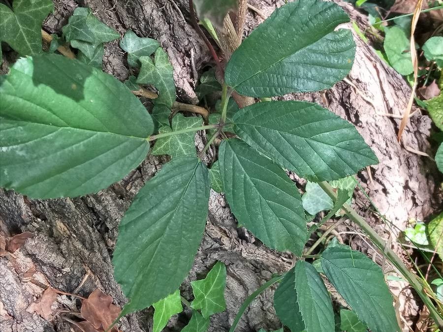 Rubus pedatifolius leaf
