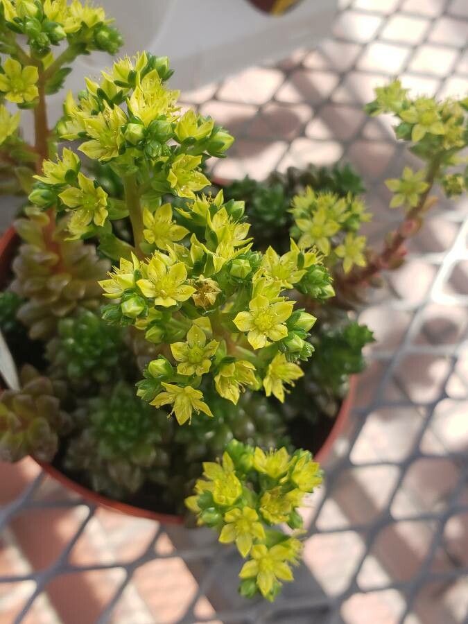 Sedum multiceps flower