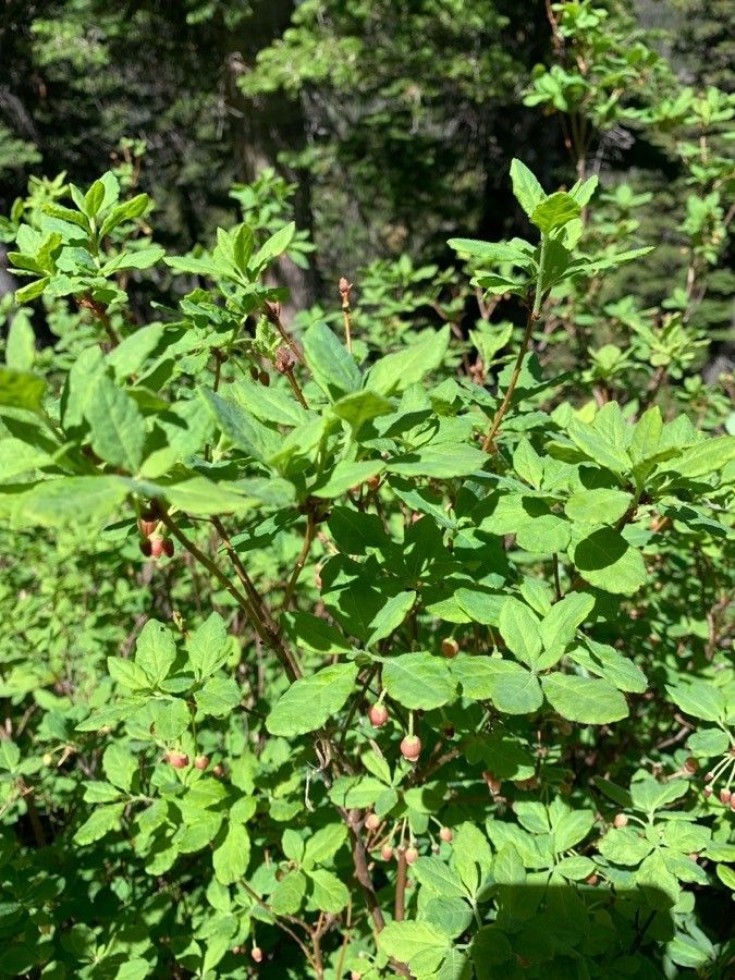Menziesia ferruginea — search result for 'Woodlands of eastern North America'