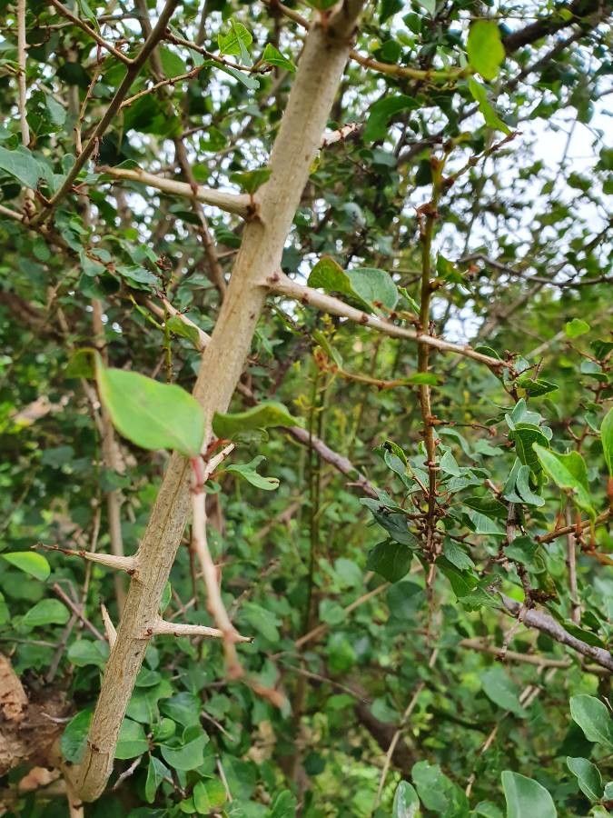 Flueggea virosa bark