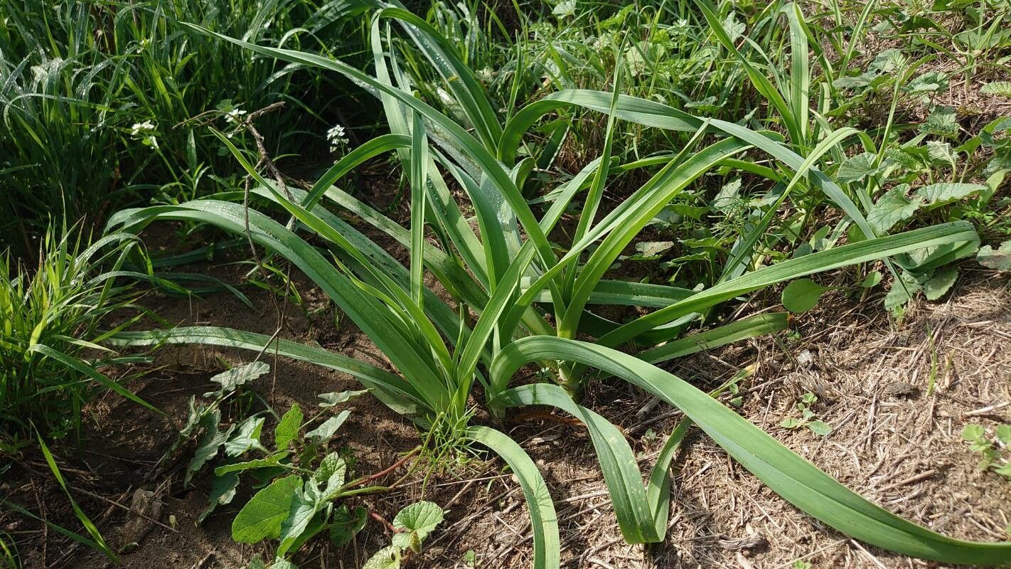 Allium polyanthum leaf