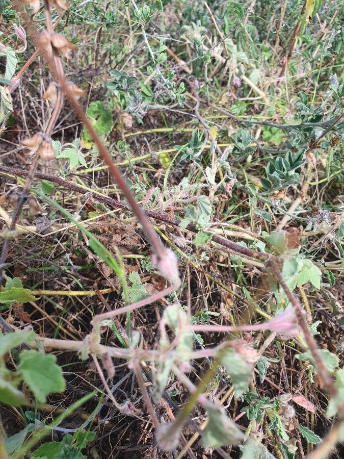 Monsonia senegalensis fruit