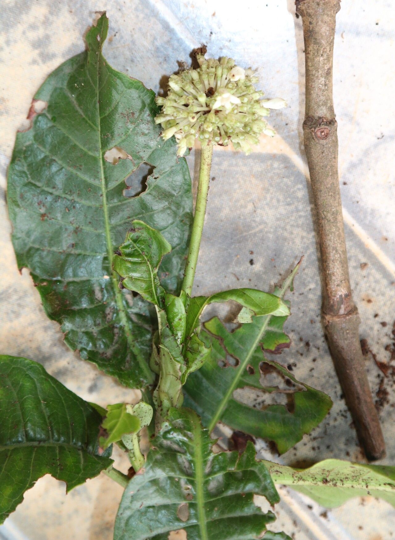 Psychotria altimontana flower