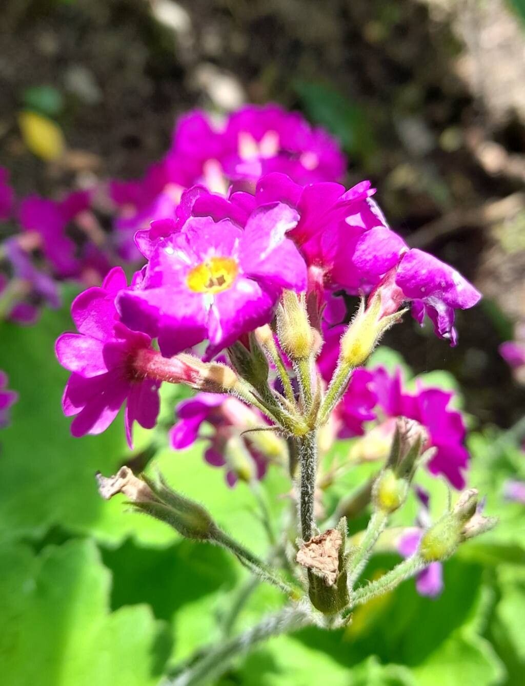 Primula polyneura flower