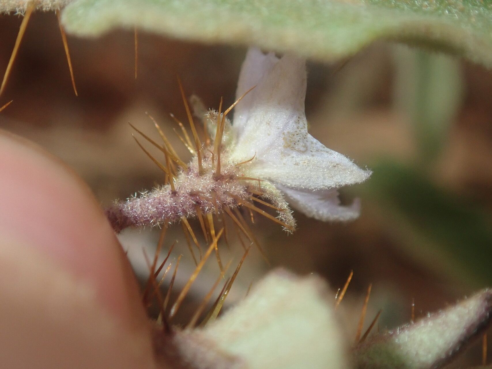 Solanum cleistogamum flower