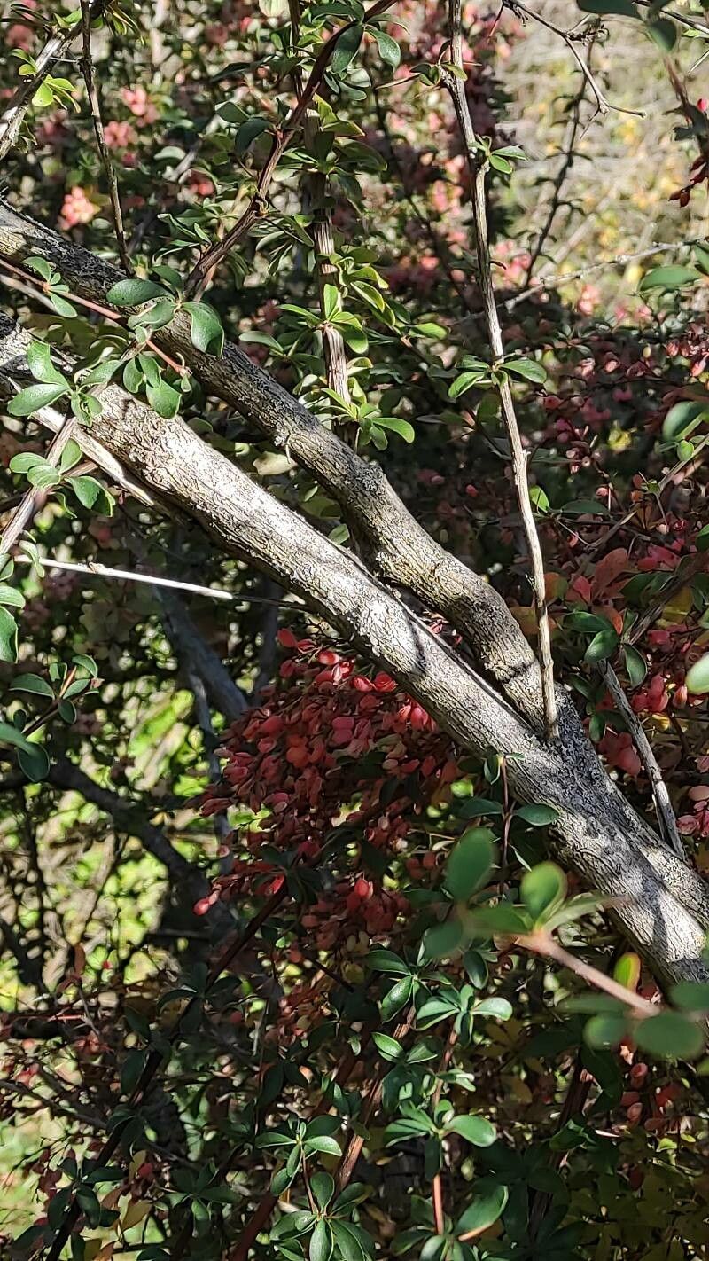 Berberis temolaica bark
