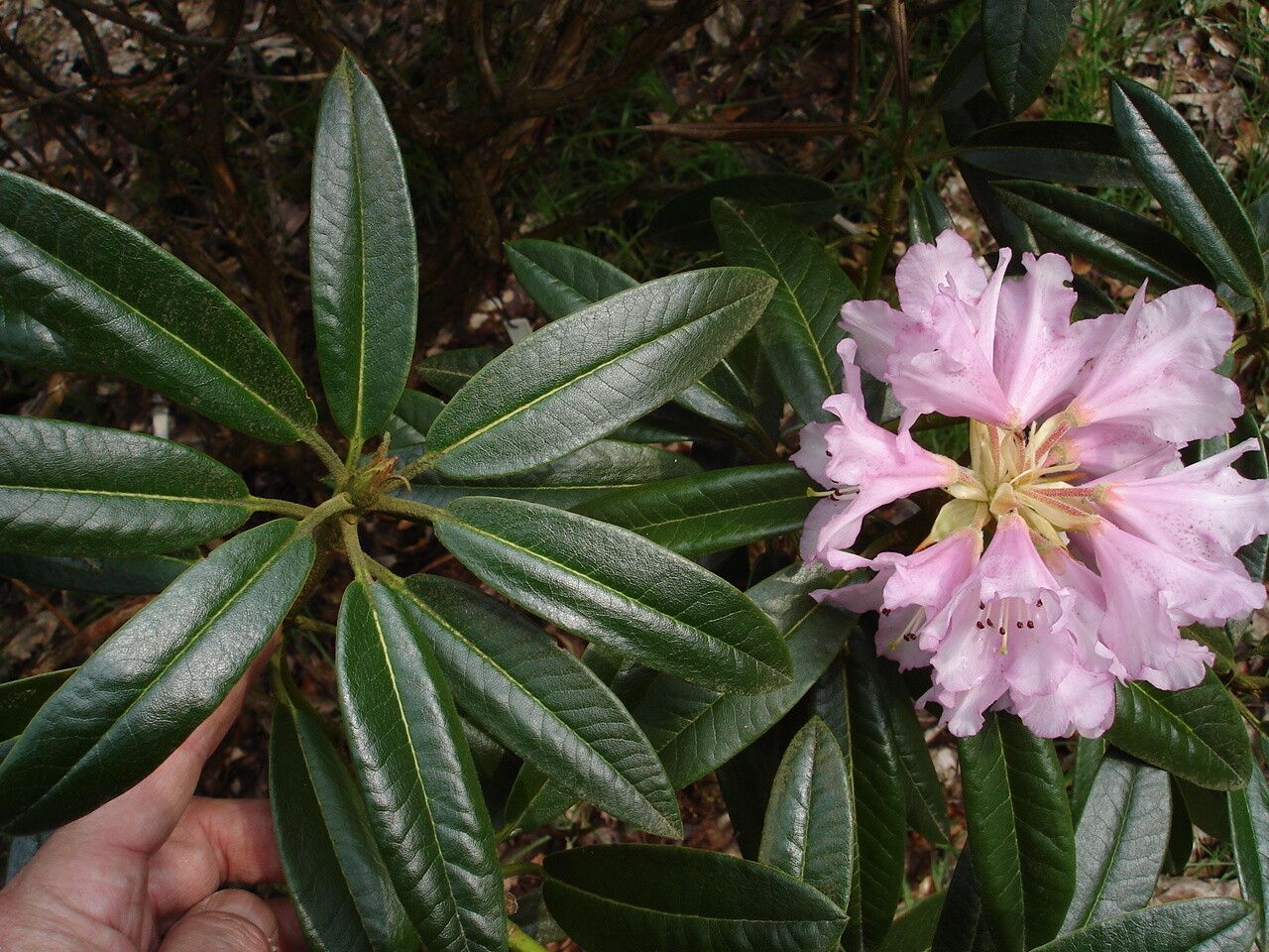Rhododendron elegantulum — houseplant care guide