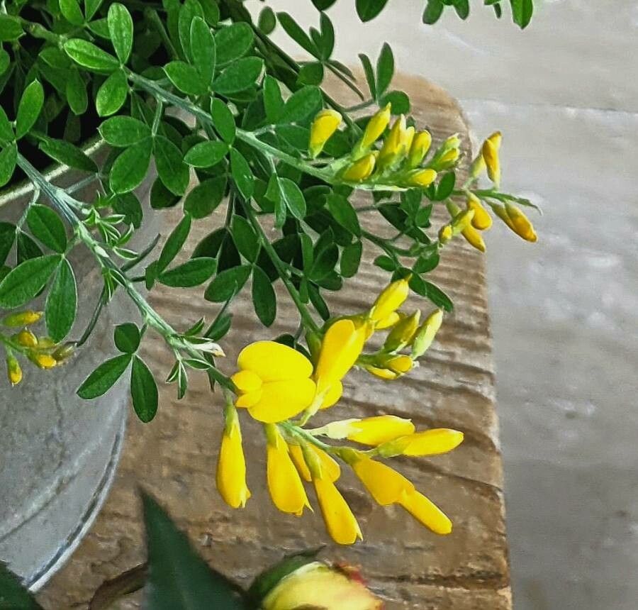 Chamaecytisus ratisbonensis leaf