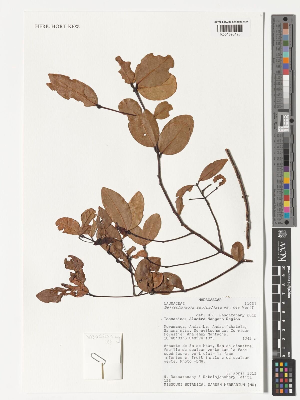 Beilschmiedia pedicellata — houseplant care guide