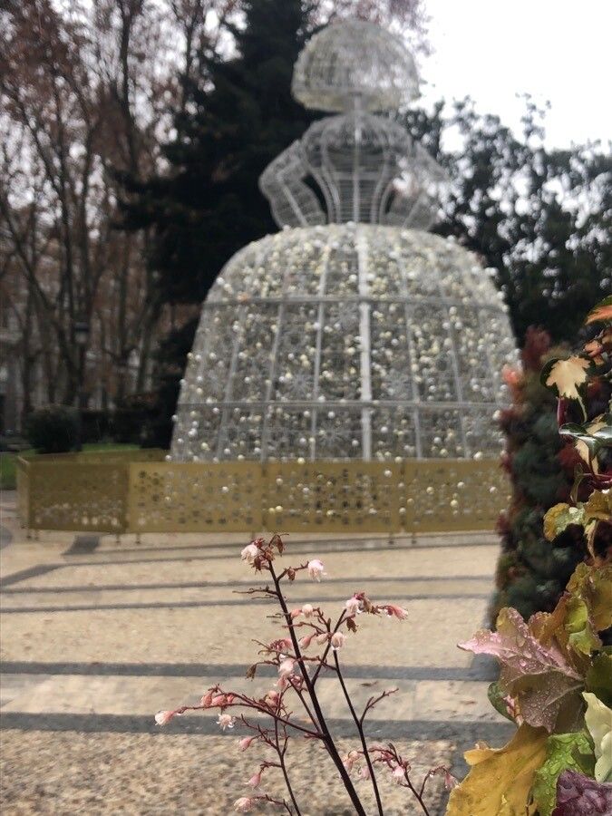 Heuchera rubescens — search result for 'Heuchera'