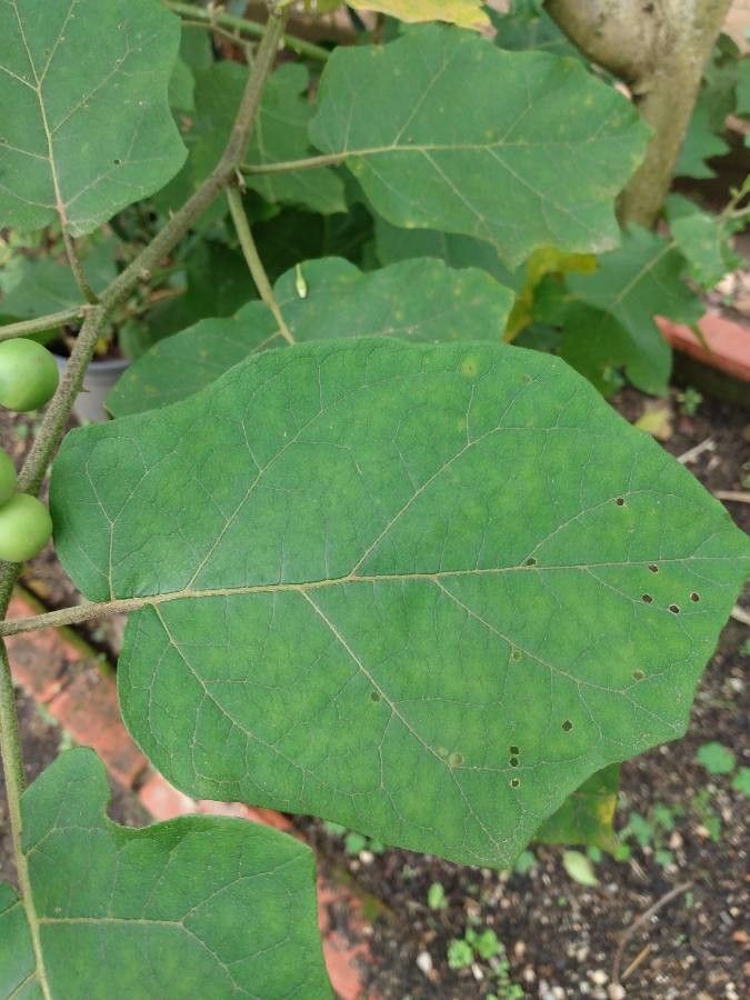 Solanum torvum — search result for 'Solanum'