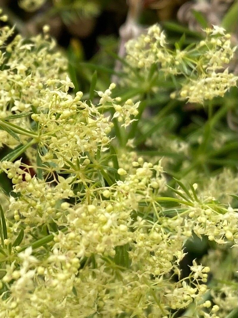 Galium obliquum flower