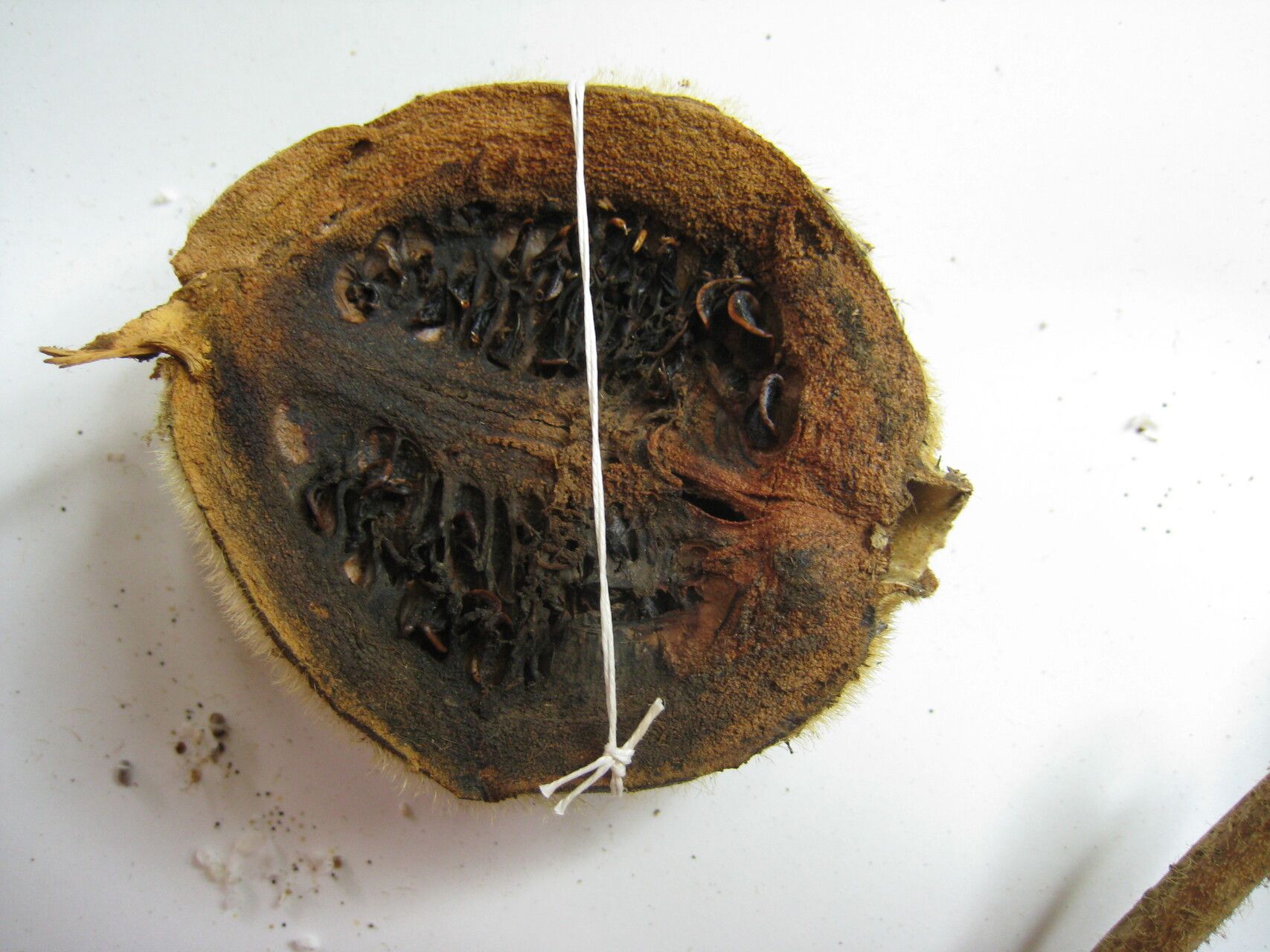 Duroia eriopila other