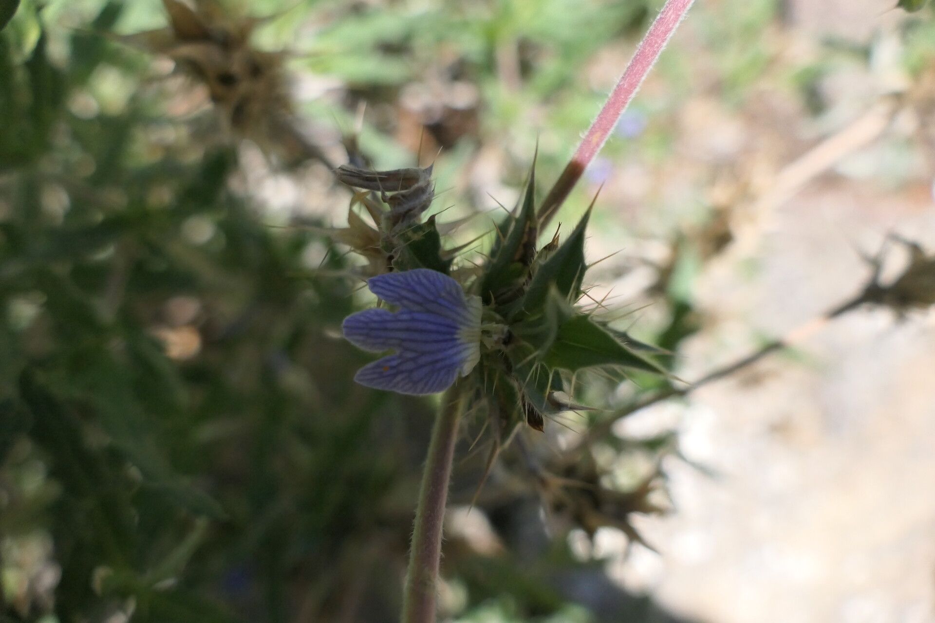 Blepharis obmitrata flower