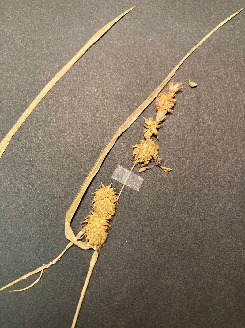 Carex lepidocarpa flower