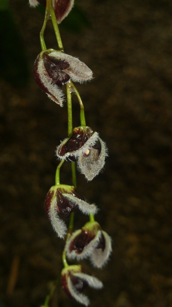 Stelis convallaria flower