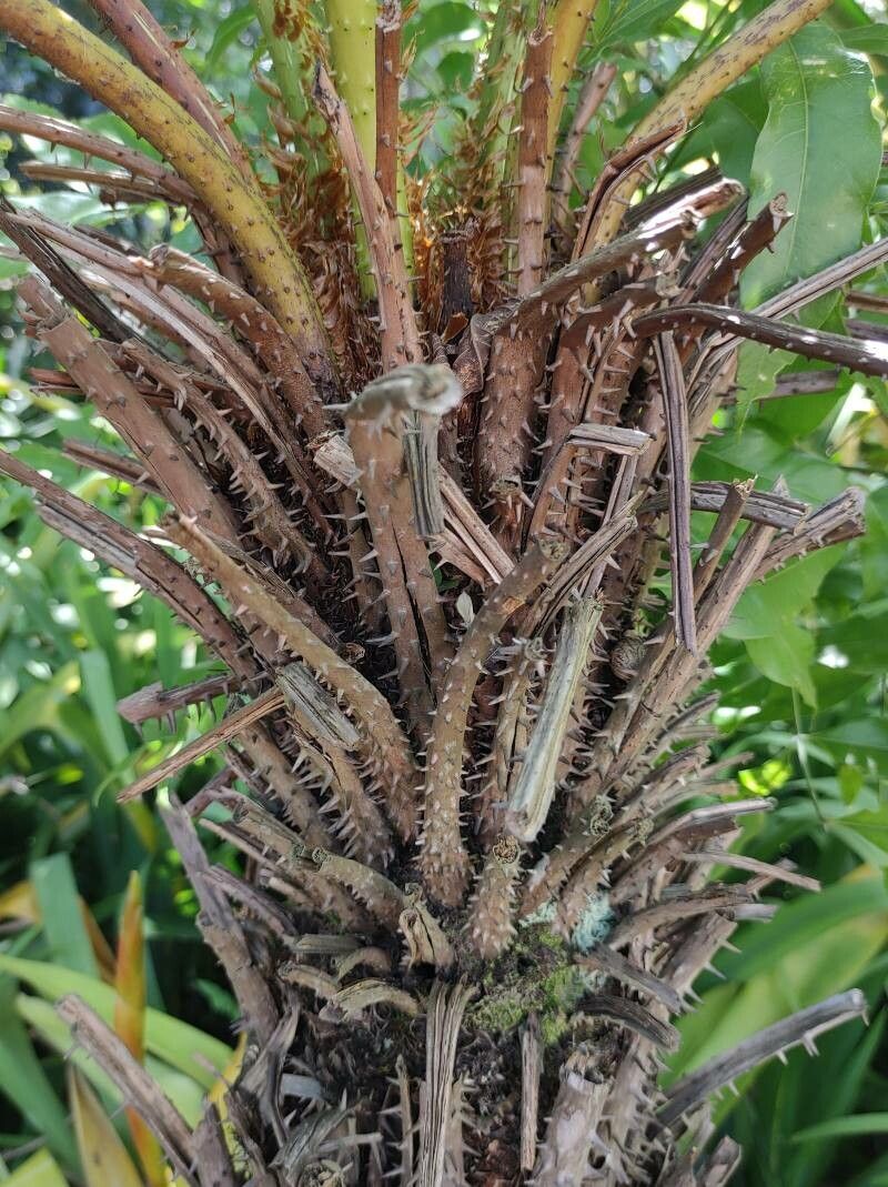 Alsophila celsa bark