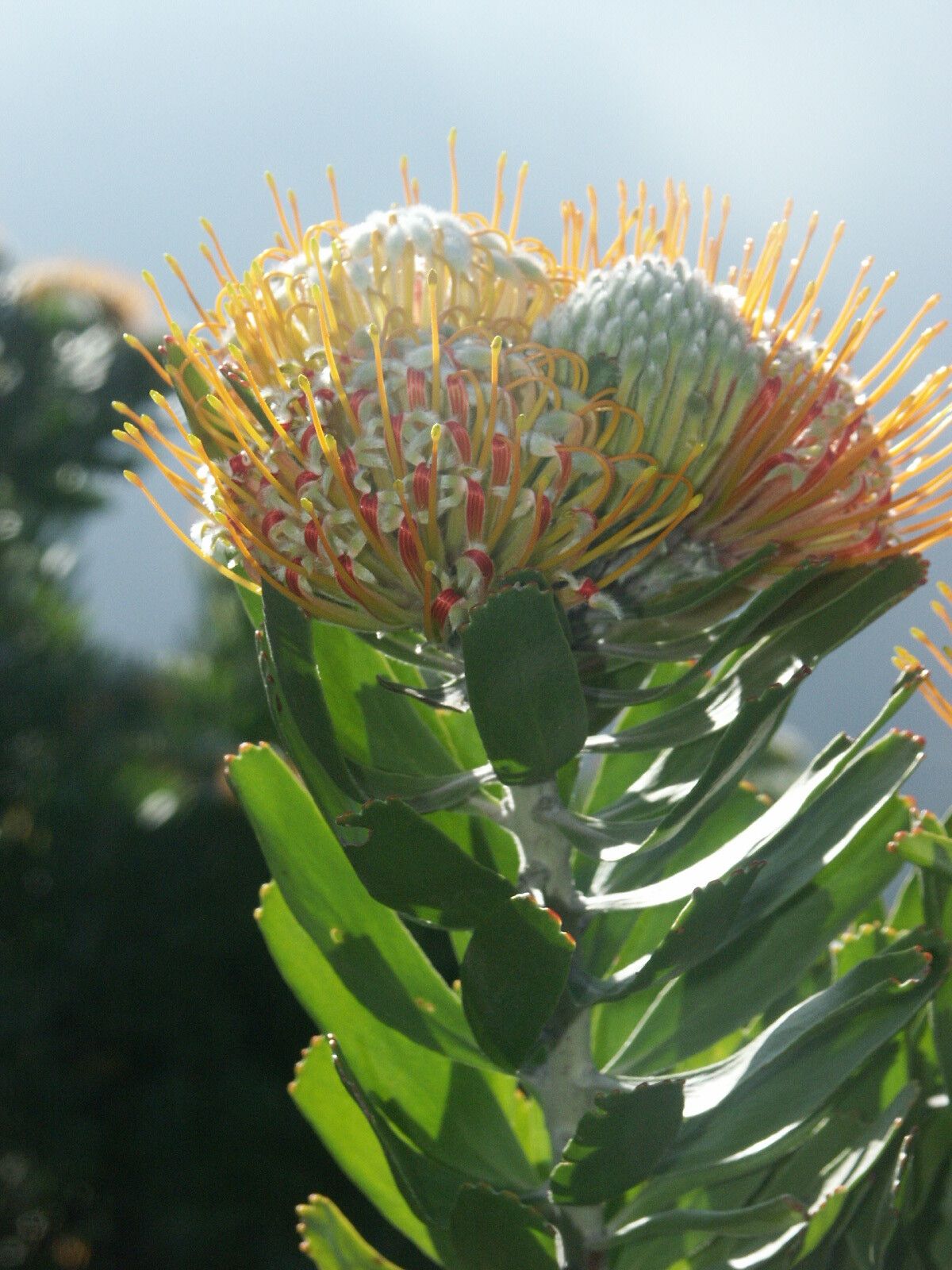 Leucospermum pluridens — search result for 'Leucospermum'