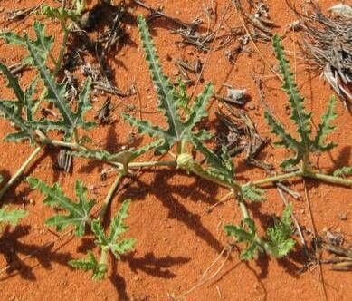 Cucumis africanus habit