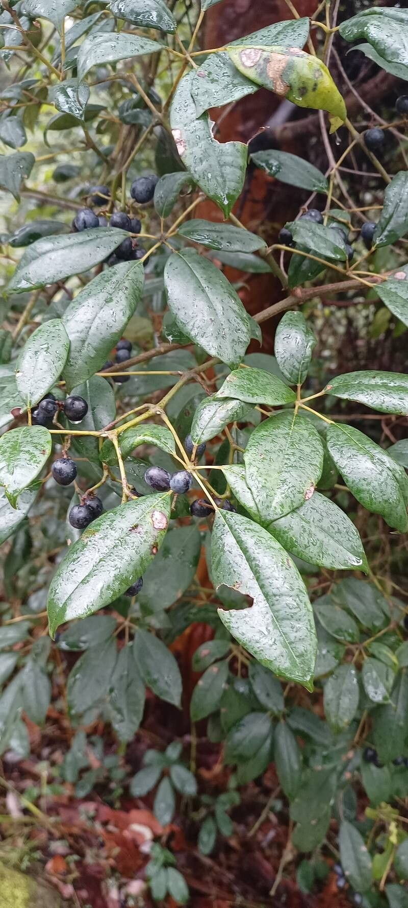 Cissus hypoglauca — houseplant care guide