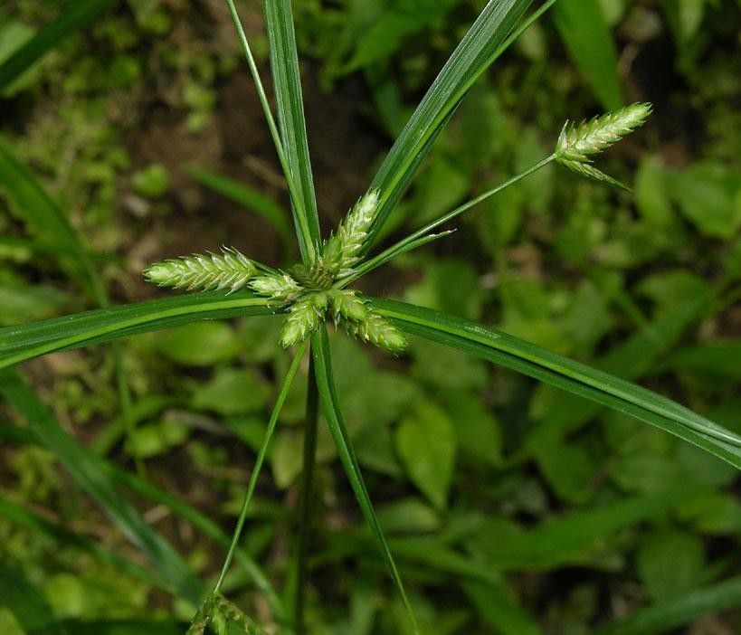 Cyperus simplex bark