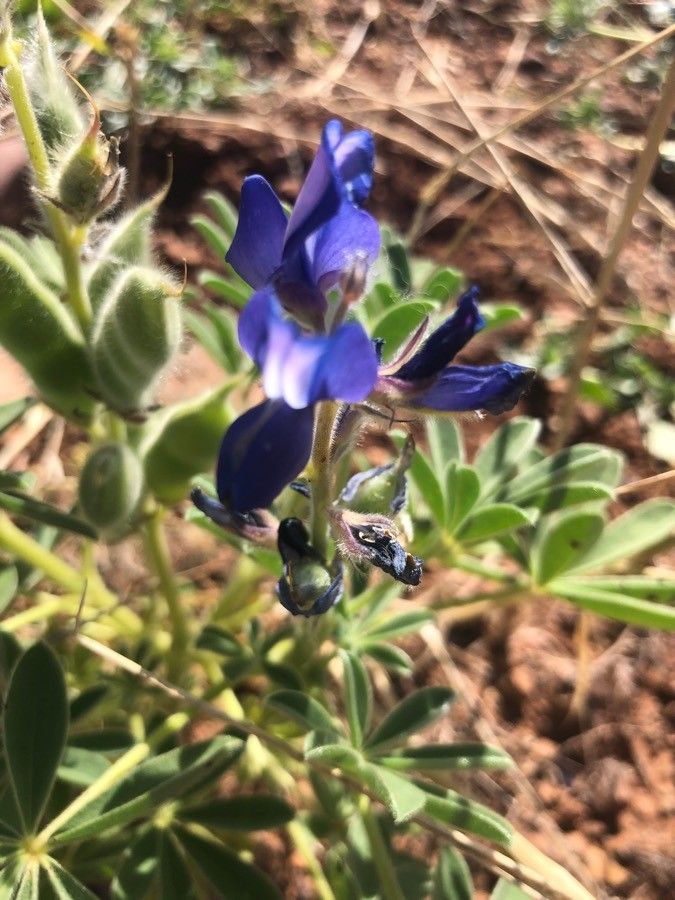 Lupinus texensis flower