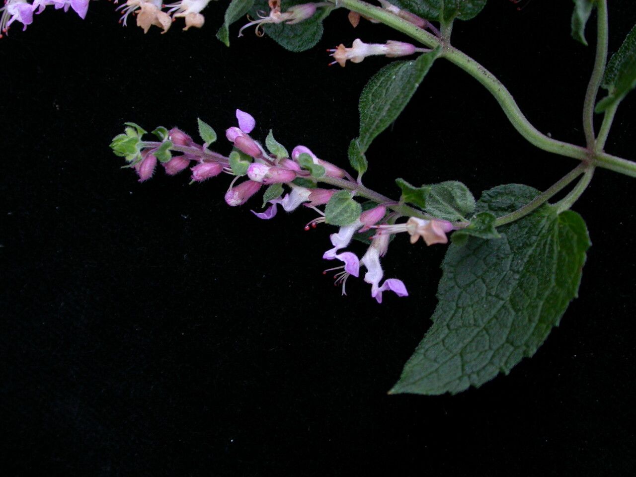 Teucrium quadrifarium habit