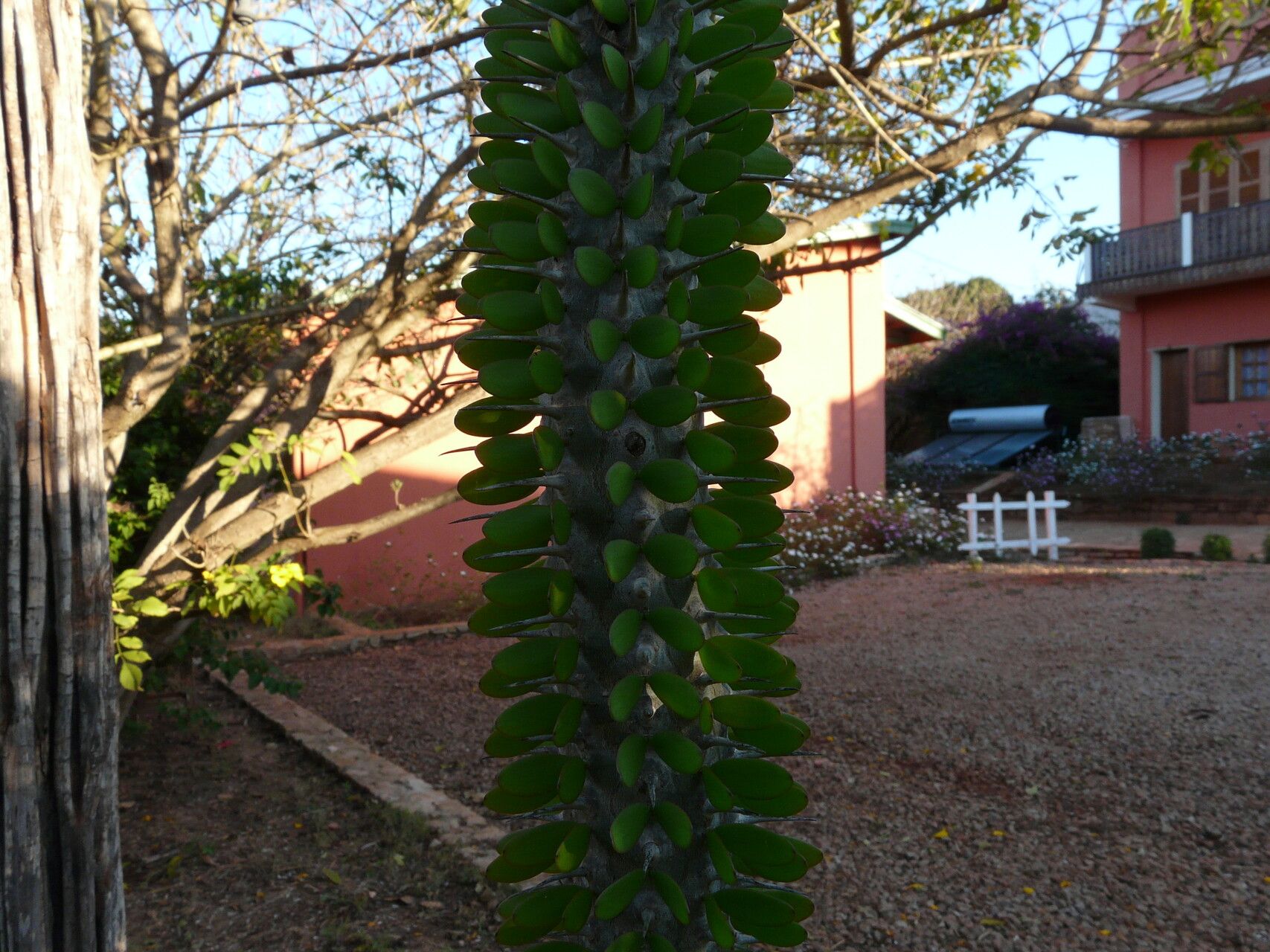 Alluaudia procera habit