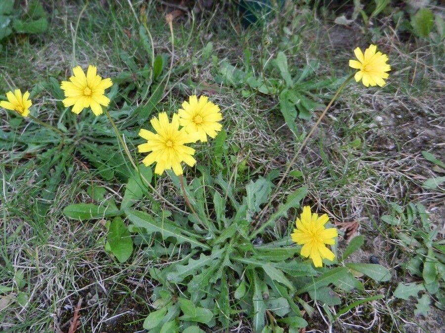 Leontodon saxatilis leaf