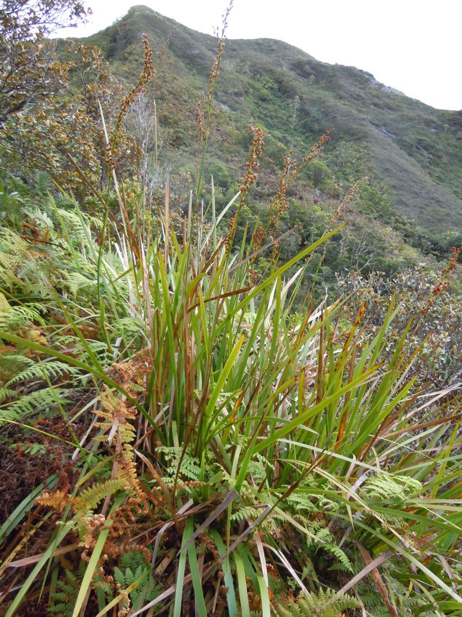 Machaerina maingayi habit